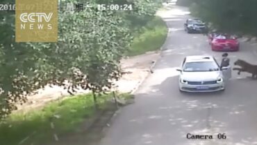 Footage shows shocking tiger attack in Beijing’s wildlife park