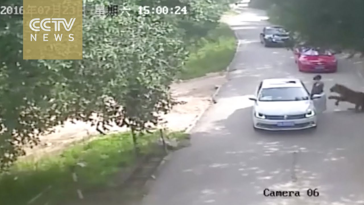Footage shows shocking tiger attack in Beijing’s wildlife park