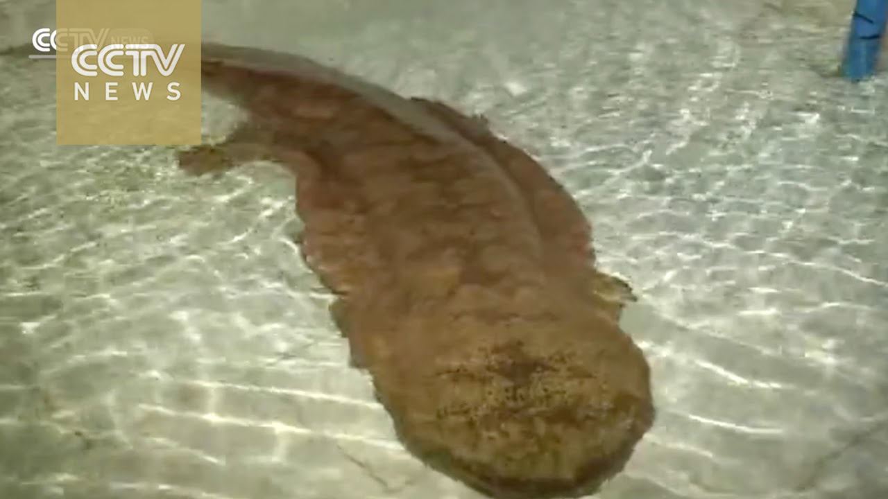 Centuries-old salamander found in Chongqing